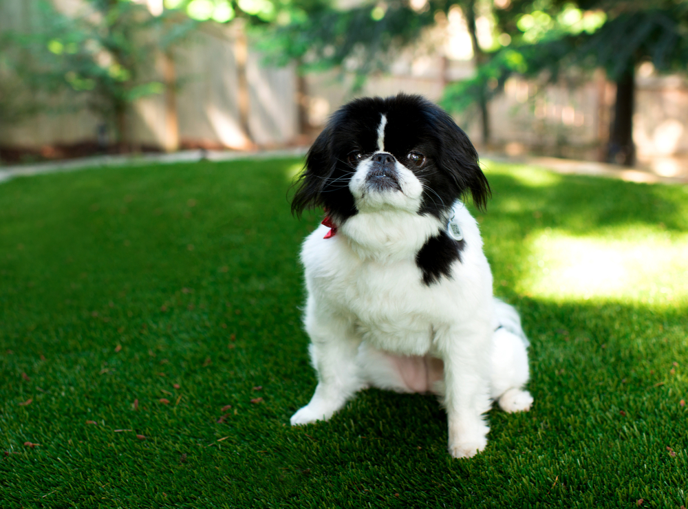 Dog Sitting on Grass