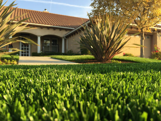 Close up of a California artificial turf lawn