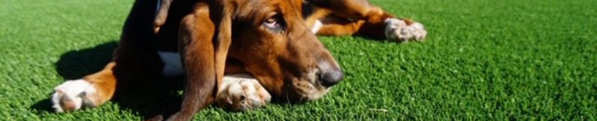 Dog relaxing on artificial grass installed by SYNLawn