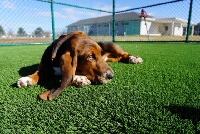 Basset hound relaxing on artificial pet grass
