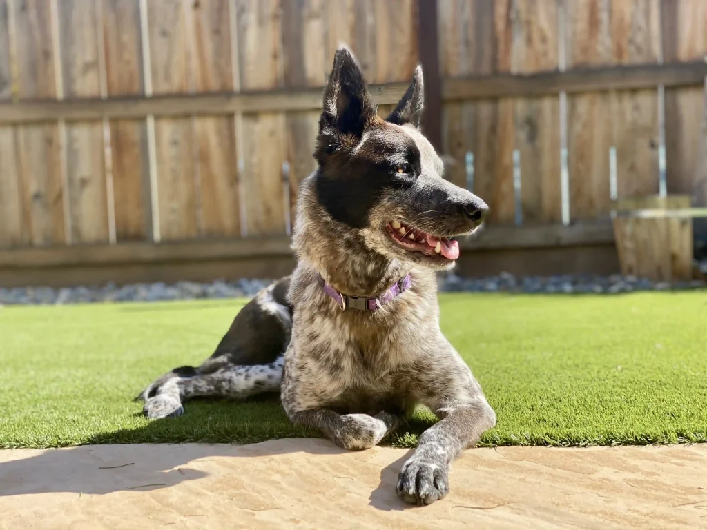 Dog relaxing on artificial grass from SYNLawn