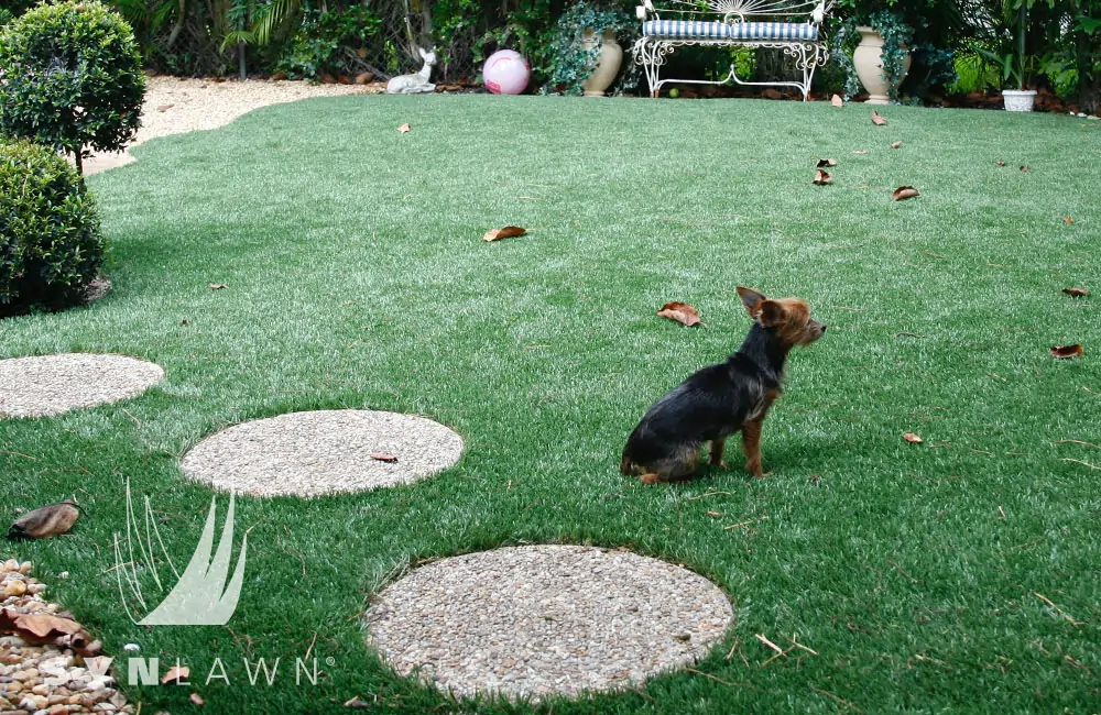 Dog playing on artificial grass from SYNLawn