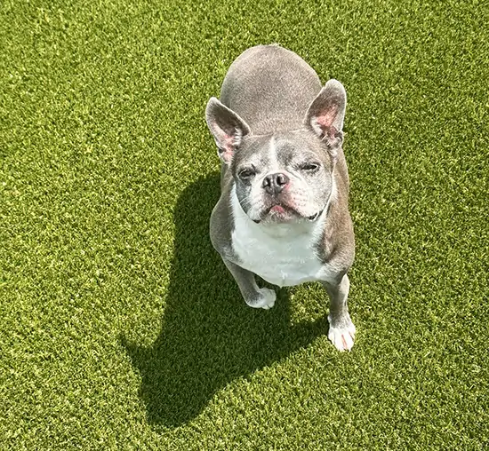 Dog playing on artificial grass from SYNLawn