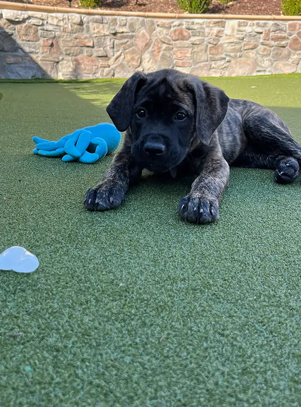 puppy-relaxing-artificial-grass-faq-ca Dog relaxing on artificial grass from SYNLawn