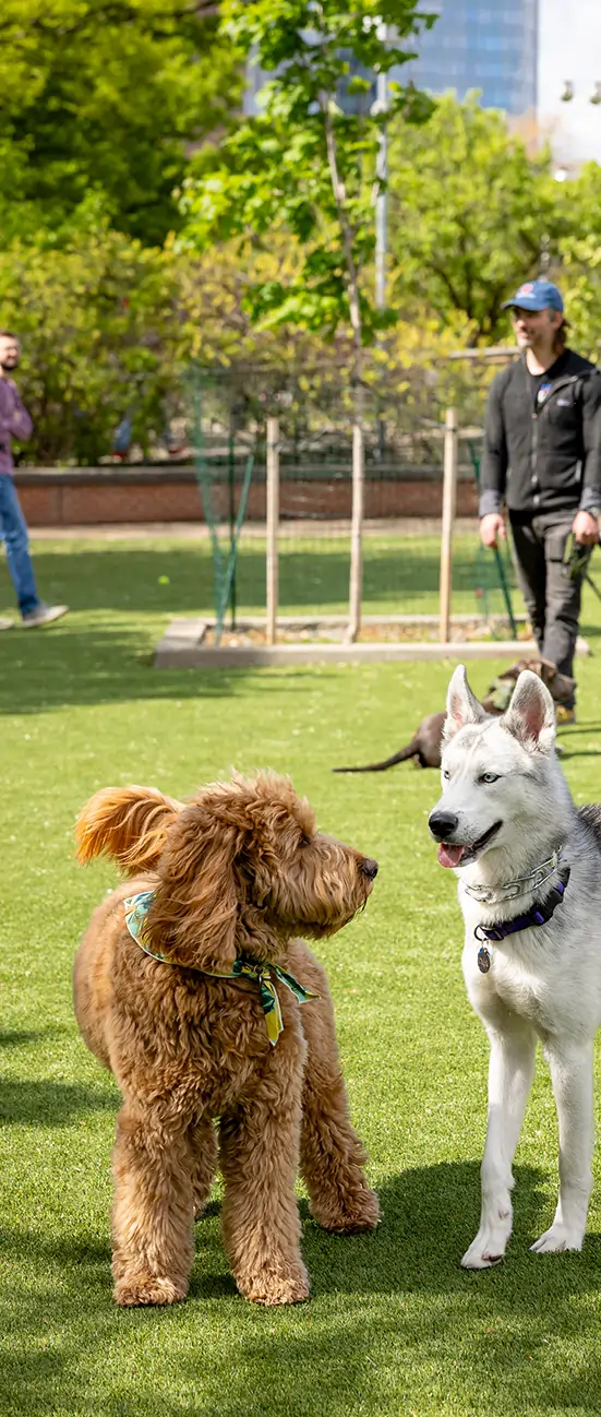 central-ca-pet-turf-faq-image Dogs playing on artificial grass from SYNLawn
