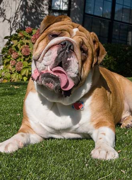 Pet Turf