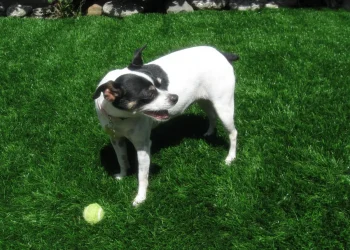 synlawn-ca-pet-turf-gal-2